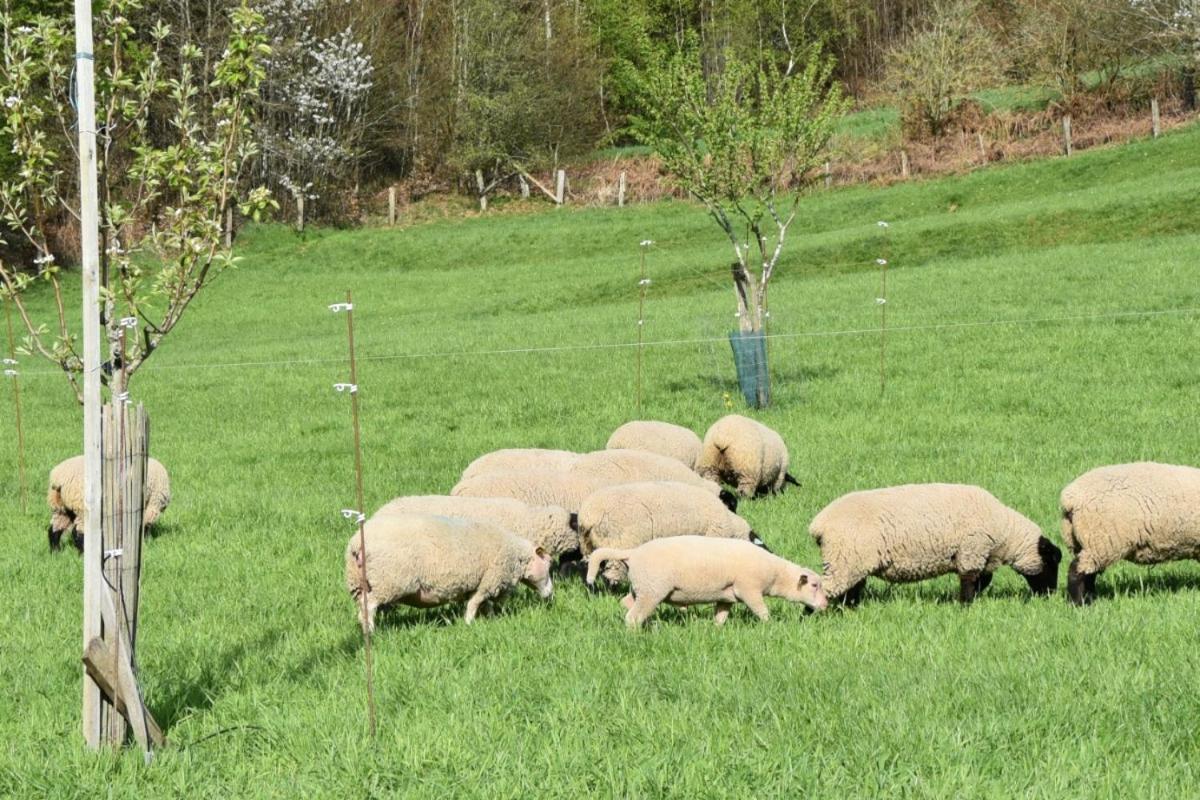 Charmant Gite, Au Calme, Avec Vue Imprenable Sur La Nature Environnante Deycimont Zewnętrze zdjęcie
